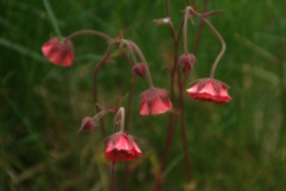 Geum rivale 'Leonard's Variety' Knikkend nagelkruid bestellen